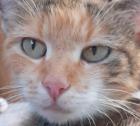 Sweety Glückskatze sucht dringend ein Zuhause aus dem Tierschutz / gechipt