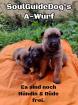 Malinois Welpen mit Ahnentafel
