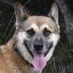 VINO - EINZELPFLEGEPLATZ GESUCHT Schutzgebühr Euro 300 -männlich 2 Jahre 55 cm 25 kg Kastrie