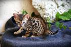 Bengalkitten mit Stammbaum Minileoparden